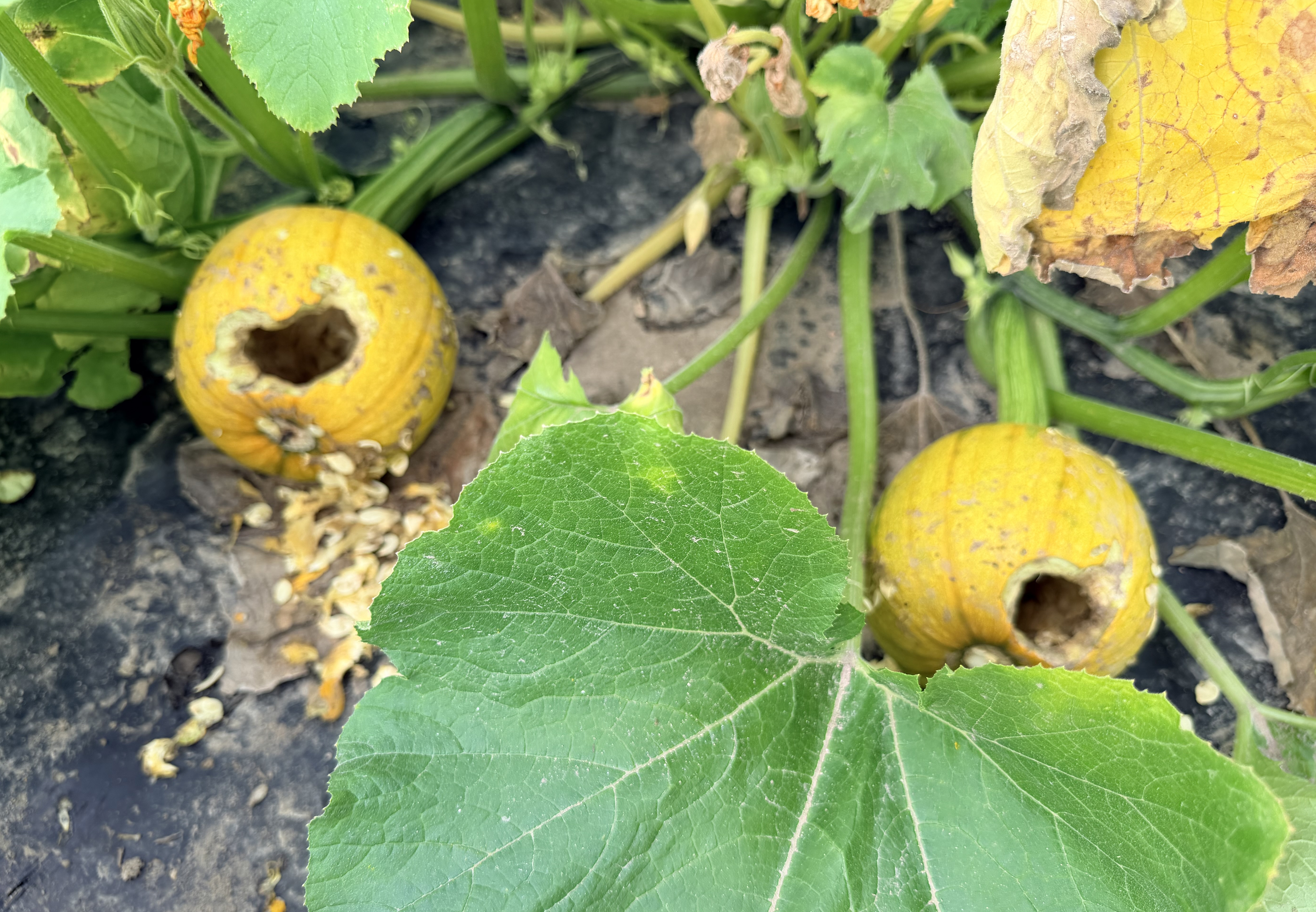 Two pumpkins on the ground with holes in them from animal feeding.